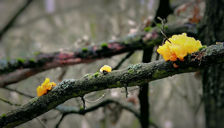 mushrooms, parasites, forest, winter, nature, plant, flower HD wallpaper