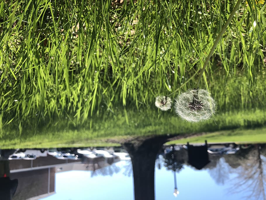 plant, grass, flower, blossom, dandelion, transportation, vehicle HD wallpaper