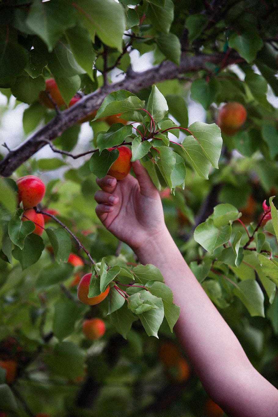 person picking red fruits, healthy eating, growth, food and drink HD wallpaper