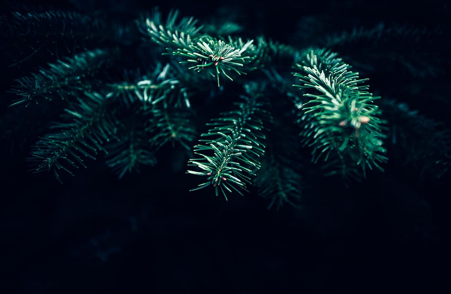 plant, growth, green color, nature, no people, close-up, tree HD wallpaper