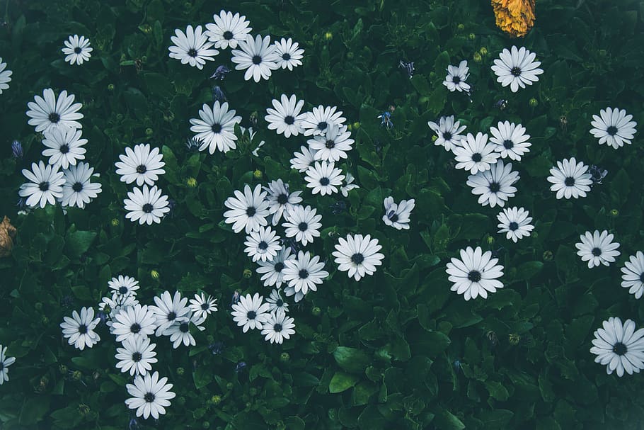 white flowers blooming, flora, plant, blossom, daisies, daisy HD wallpaper