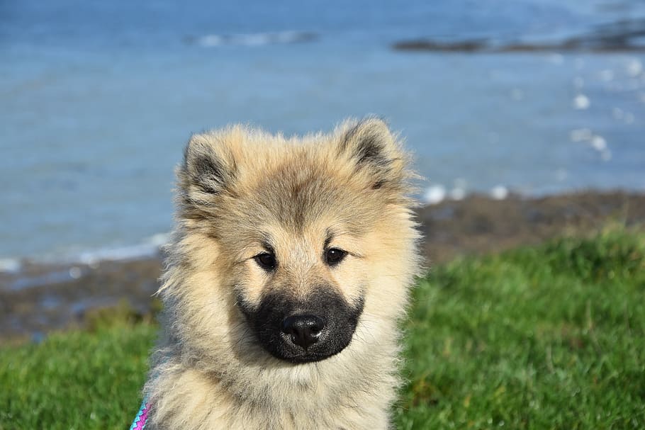 Black muzzle hotsell dog breeds