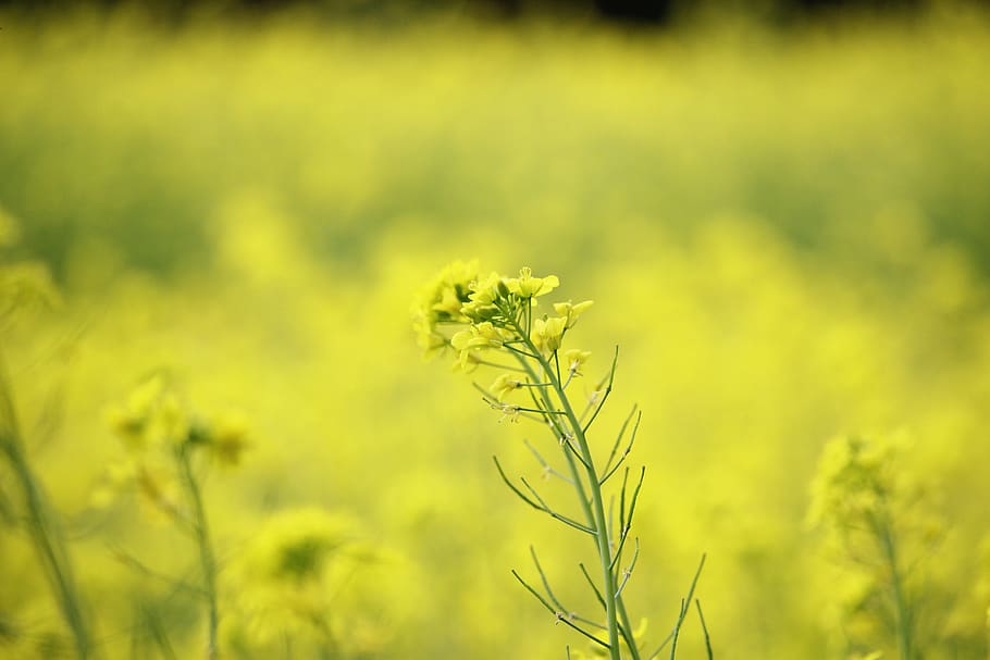 plant, growth, field, beauty in nature, day, green color, yellow HD wallpaper