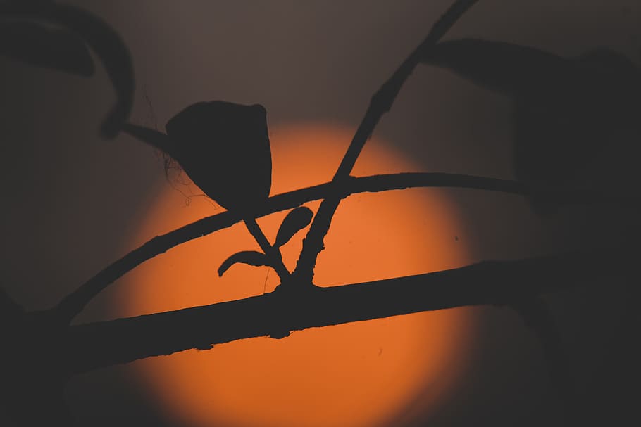 outdoors, nature, light, flare, silhouette, sky, bird, animal HD wallpaper