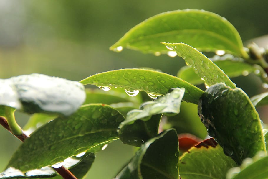 leaf, dew, nature, water, spring, green, leaves, plant part HD wallpaper