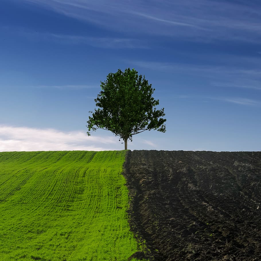 tree, field, landscape, sky, clouds, trees, meadow, green, rural HD wallpaper