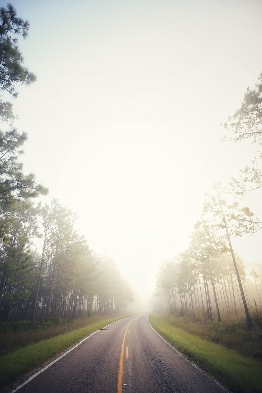 highway between trees surrounded by fogs, road, gravel, dirt road HD wallpaper