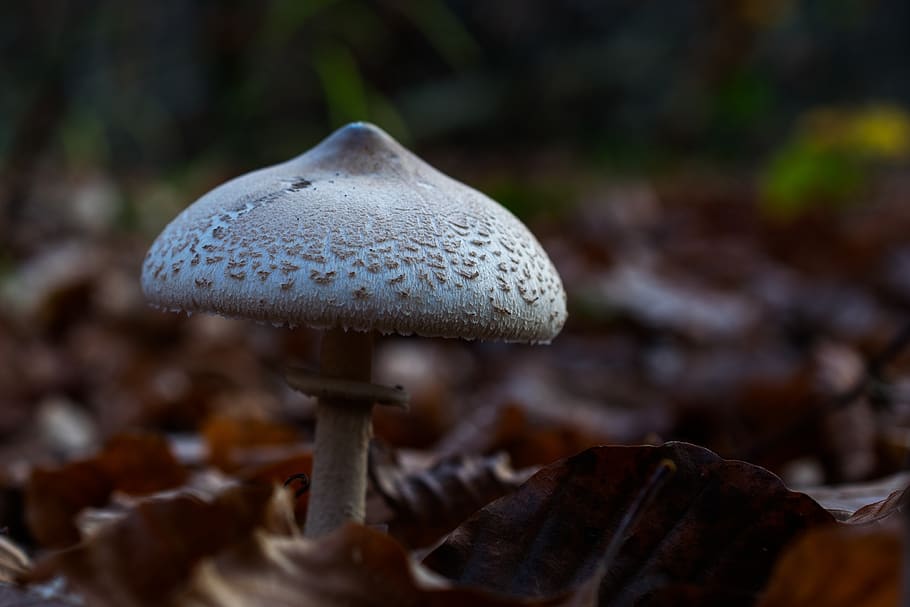 mushroom, forest, autumn, nature, fungus, undergrowth, macro HD wallpaper