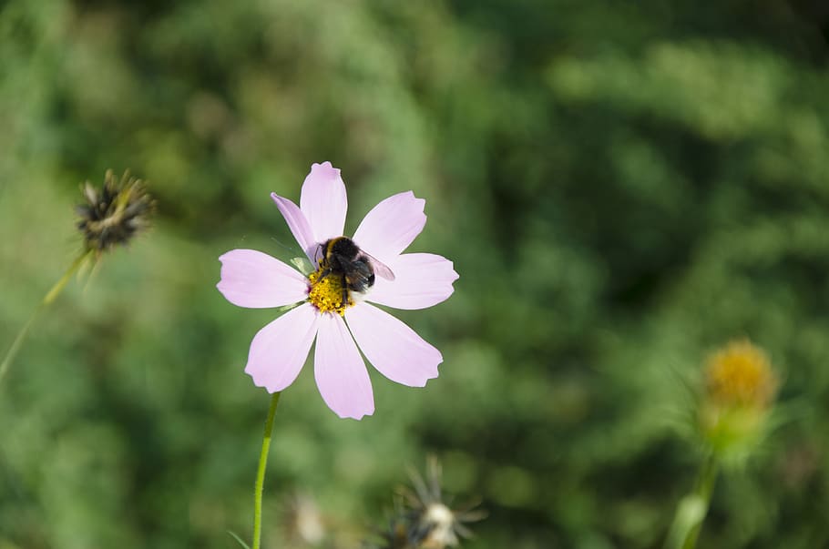 bee, flower, summer, kosmeya dayparty, garden cosmos, mexican aster HD wallpaper