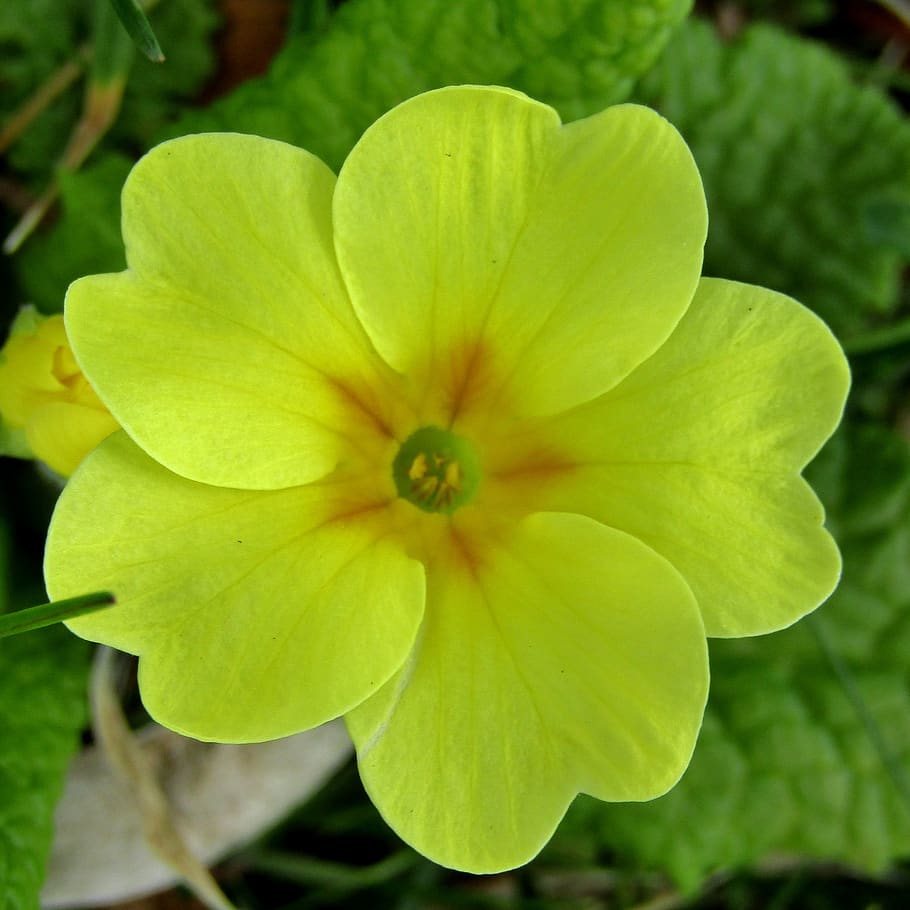 cowslip, spring, yellow, macro, primrose, plant, nature, close up HD wallpaper