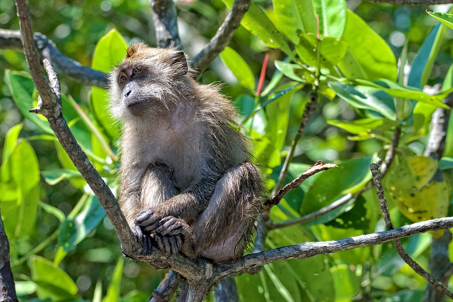monkey on tree trunk, animal, mammal, wildlife, malaysia, langkawi, HD wallpaper