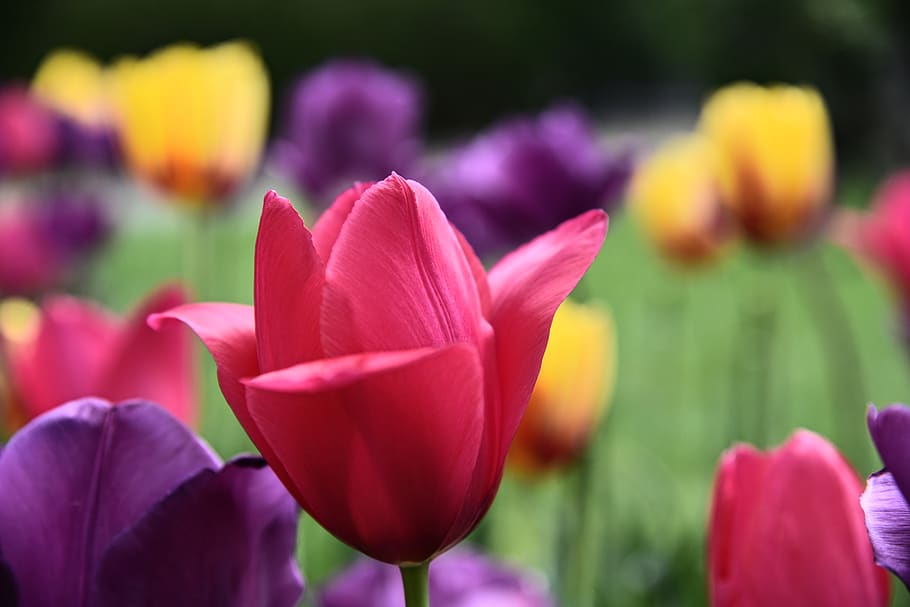 tulips, spring, violet, red, yellow, colorful, blossom, bloom HD wallpaper
