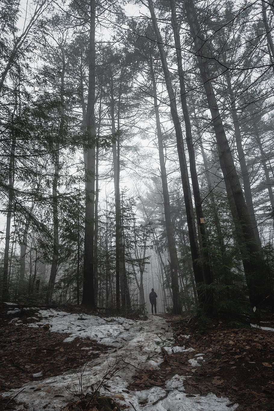 man in a forest, human, person, tree, plant, vegetation, nature, HD wallpaper