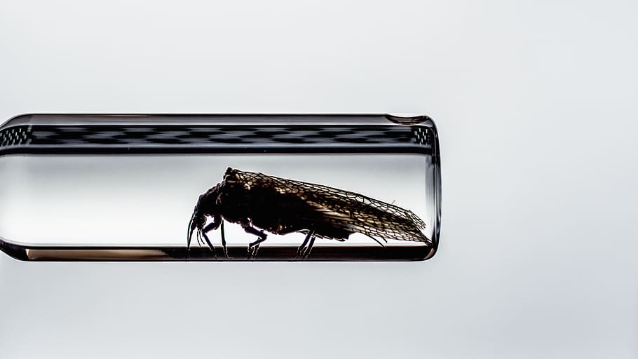 united states, portland, bug, studio shot, no people, single object HD wallpaper
