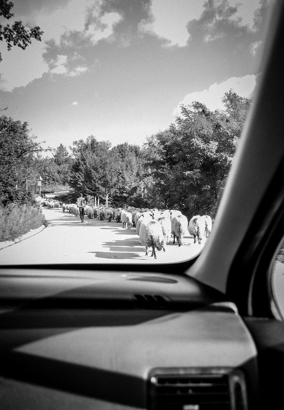 sheep, shepherd, group, order, running, car, window, point HD wallpaper