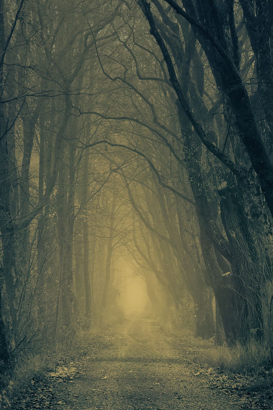 secret, forest, darkness, nature, trees, avenue, passage, gang HD wallpaper