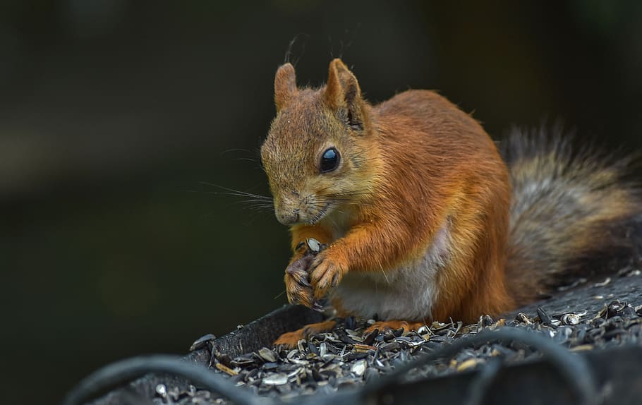 redhead, squirrel, animal, animal themes, mammal, rodent, animal wildlife HD wallpaper