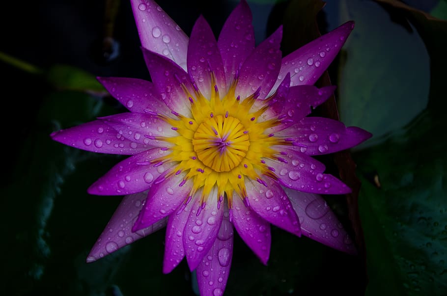 flower, macro, bloom, lily, flowering plant, petal, vulnerability HD wallpaper