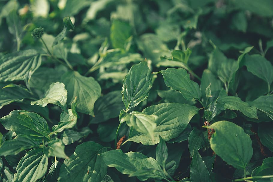 green leaf plants, flora, romania, bucium, grass, nature, grow HD wallpaper