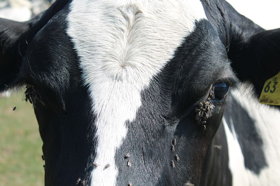 cow, fly, pasture, beef, agriculture, ruminant, close up, insect HD wallpaper