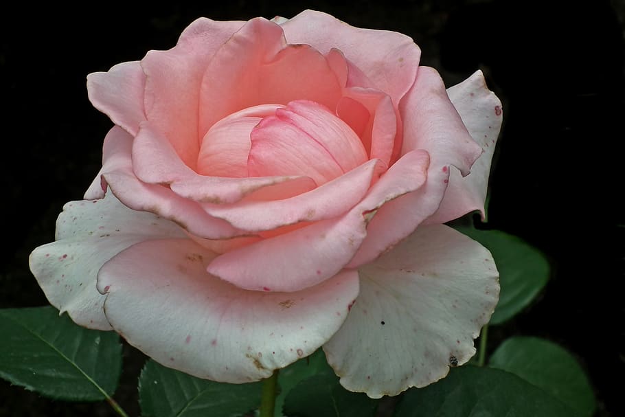 rose, flower, pink, blossoming, nature, garden, summer, fragrant HD wallpaper