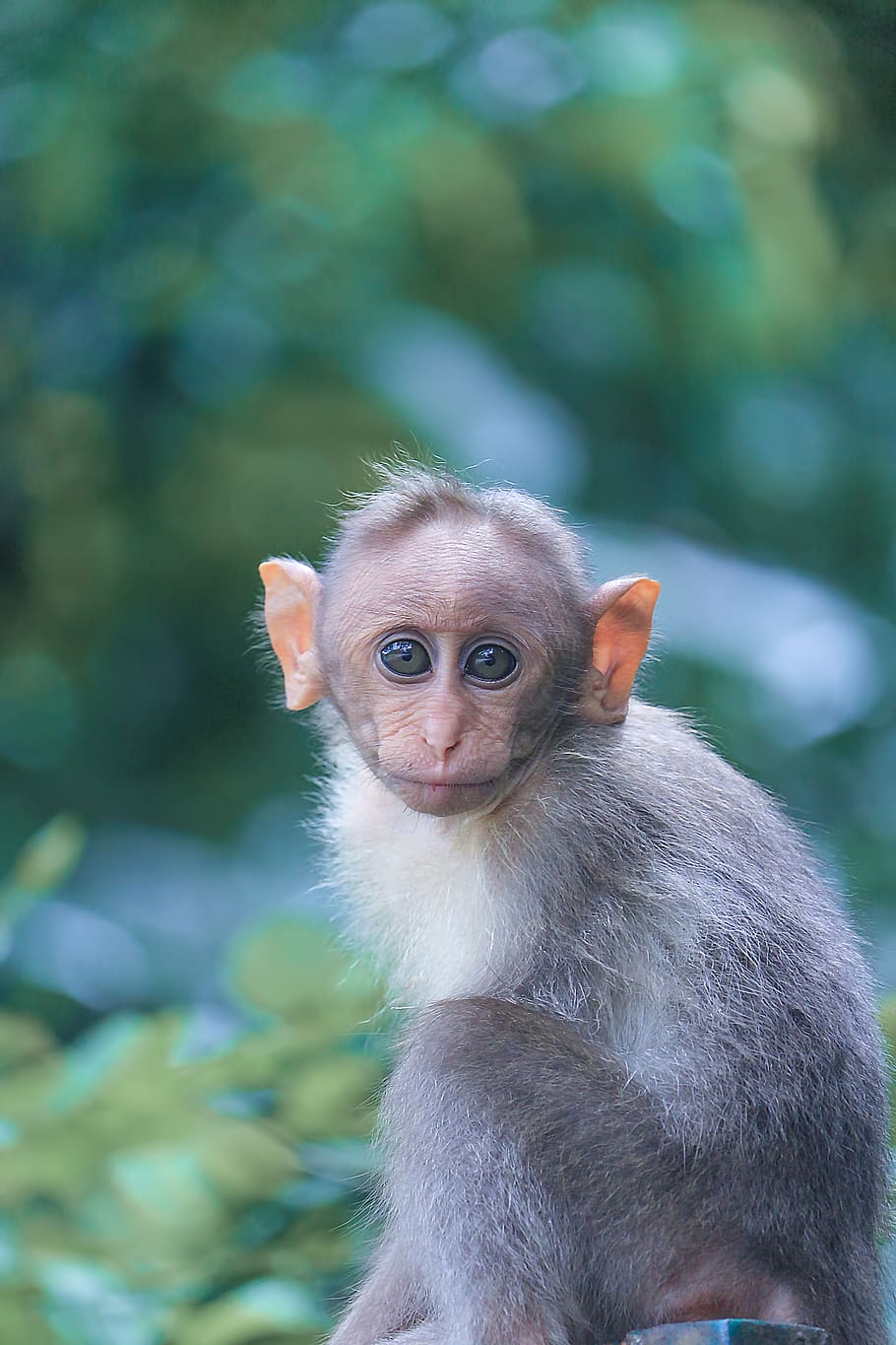 Focus Photography of Gray Monkey, animal, animal photography