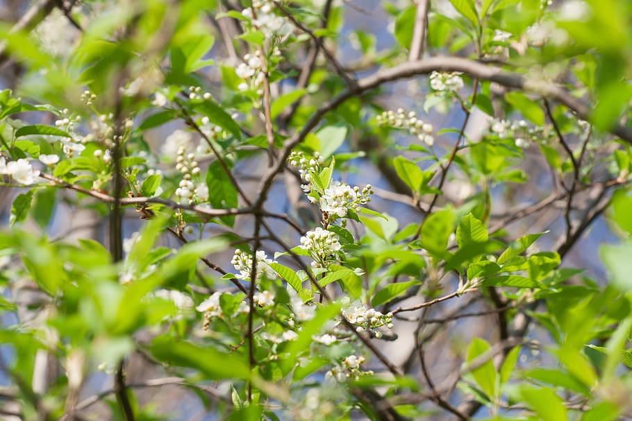 beautiful, blossom, bright, bunch, closeup, detail, flora, floral HD wallpaper