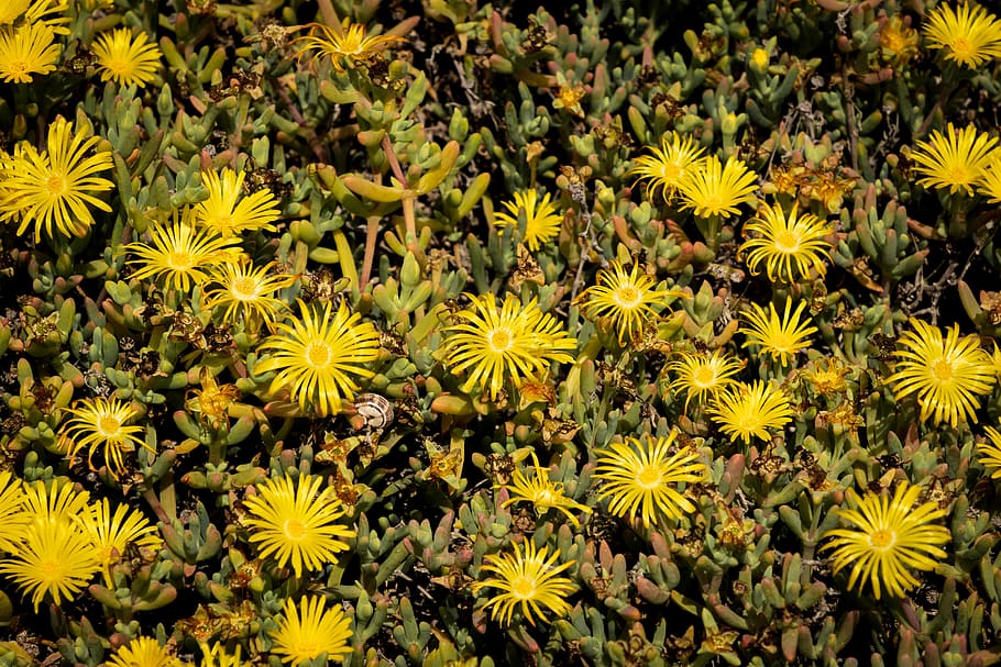 plant, flower, blossom, asteraceae, pollen, daisy, daisies HD wallpaper