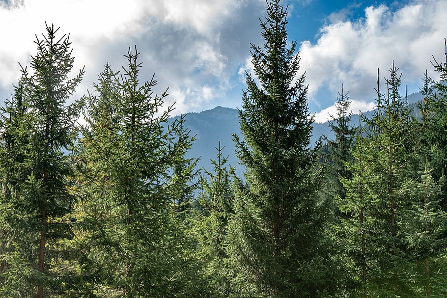 mountain, sky, clouds, landscape, nature, peak, mountains, tree HD wallpaper