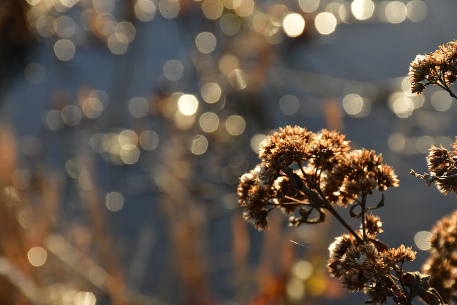 plant, flower, focus on foreground, beauty in nature, flowering plant HD wallpaper