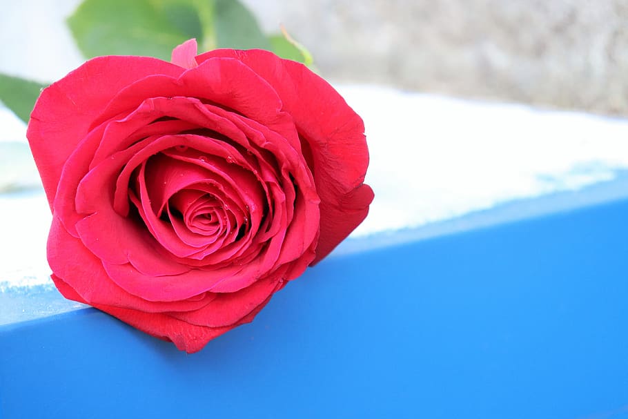 red rose, love symbol, blue, snow, winter, romantic, snowflakes