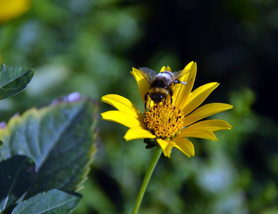 sun brews, flower, blossom, bloom, yellow, bee, insect, hymenoptera HD wallpaper