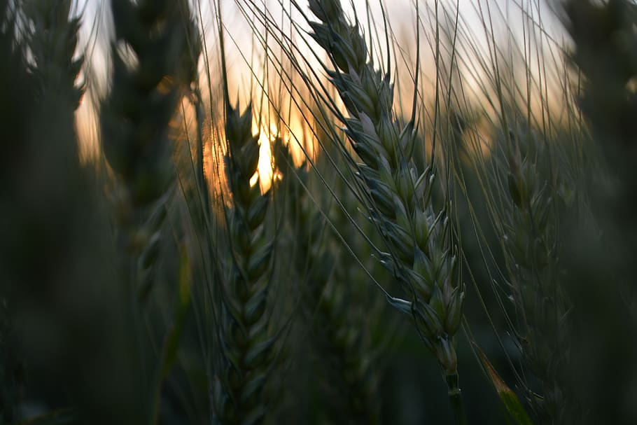wheat, farm, harvest, sun, brazil, farming, green, landscape HD wallpaper