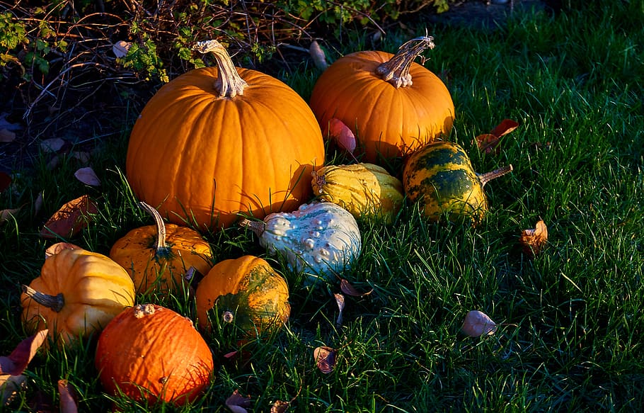 pumpkins, autumn, decoration, decorative squashes, harvest, HD wallpaper