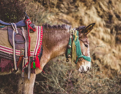 brown donkey, animal, horse, mammal, uttarakhand, chopta, travel HD wallpaper