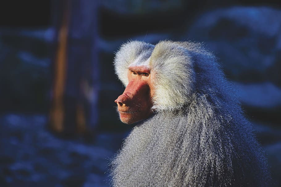 White Baboon, animal, animal photography, close-up, daylight HD wallpaper