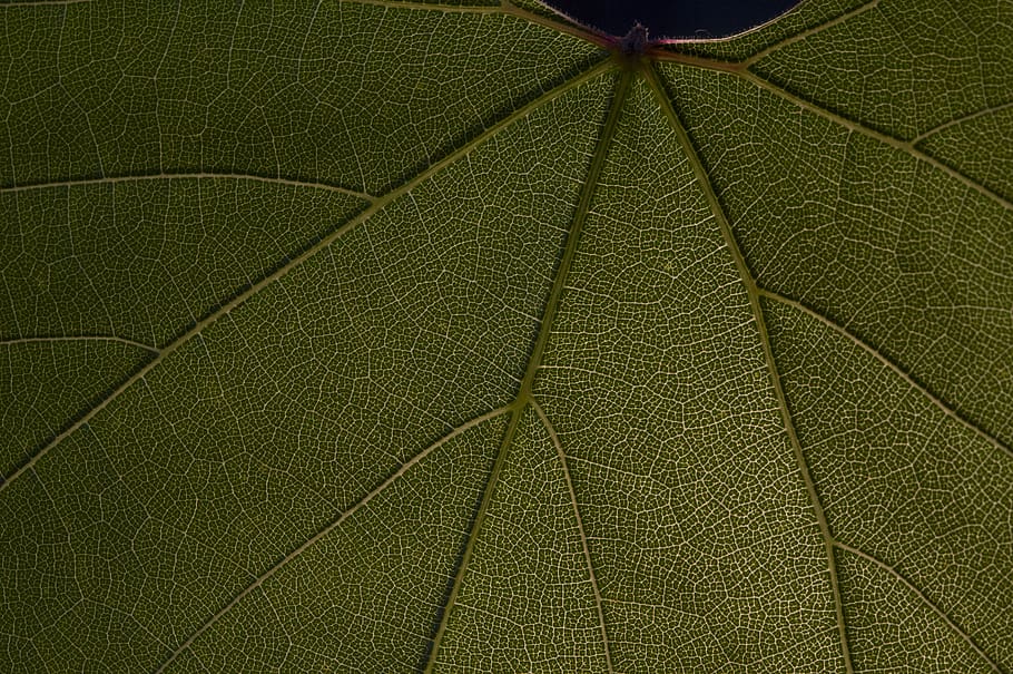 green leaf, plant part, full frame, close-up, leaf vein, backgrounds HD wallpaper