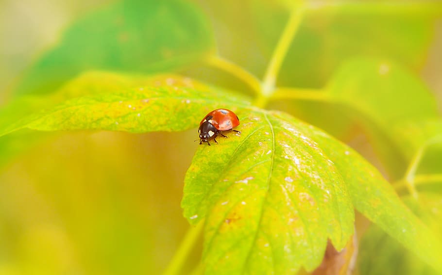 red ladybug on top green leaf, invertebrate, insect, animal themes HD wallpaper
