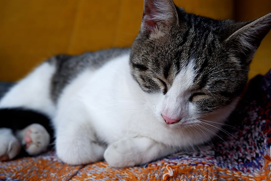 cat, domestic cat, feline, pets, mammal, domestic animals, animal themes HD wallpaper