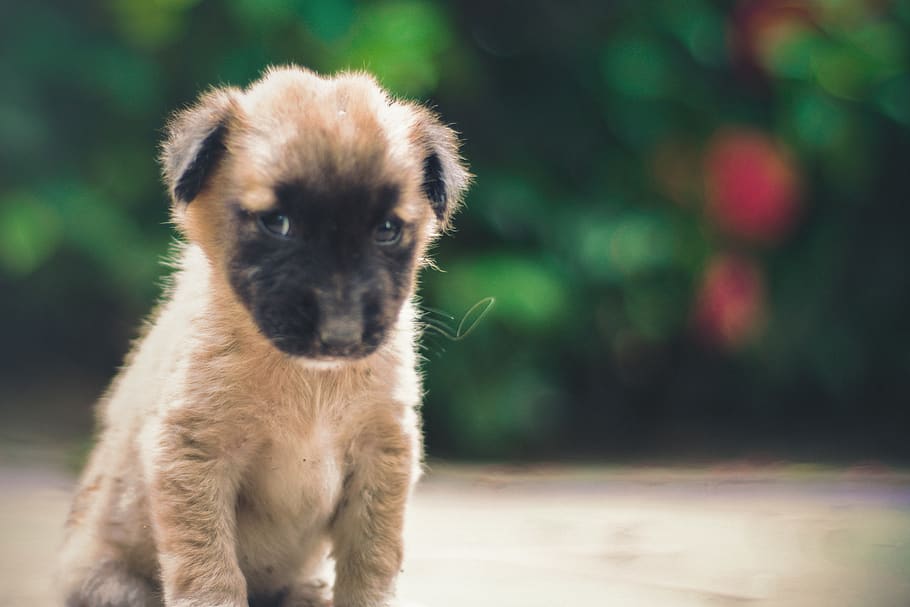 dog, puppy, pet, cute, animals, wildlife, nature, day, outdoors HD wallpaper