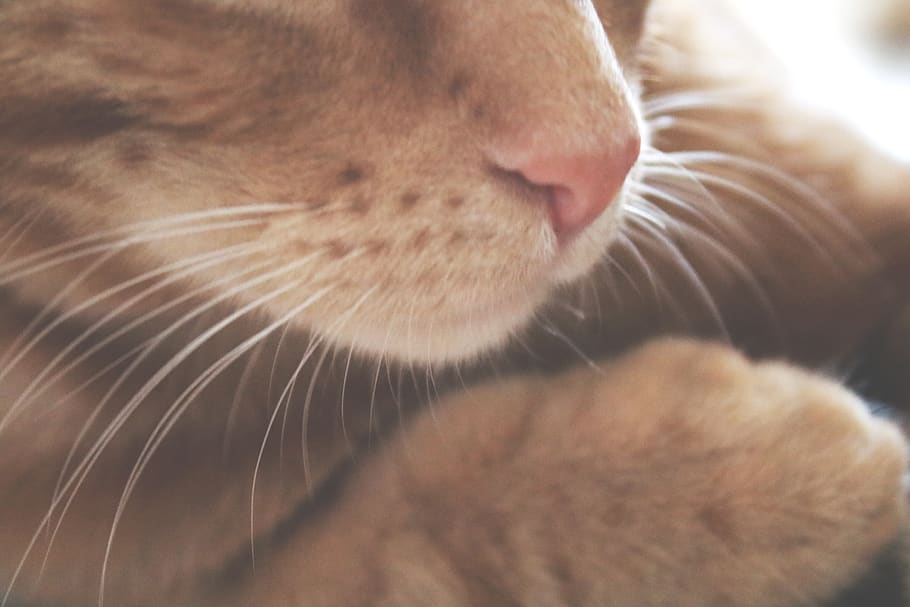 serbia, belgrade, mammal, animal themes, cat, domestic animals HD wallpaper