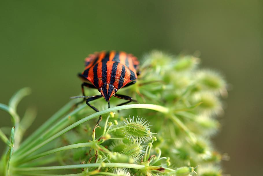strip bug, graphosoma lineatum, red black, insect, close up, HD wallpaper