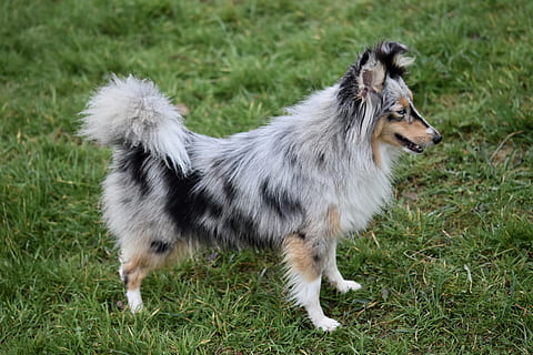 Hd Wallpaper Dog Bitch Bitch Shetland Sheepdog Color Blue