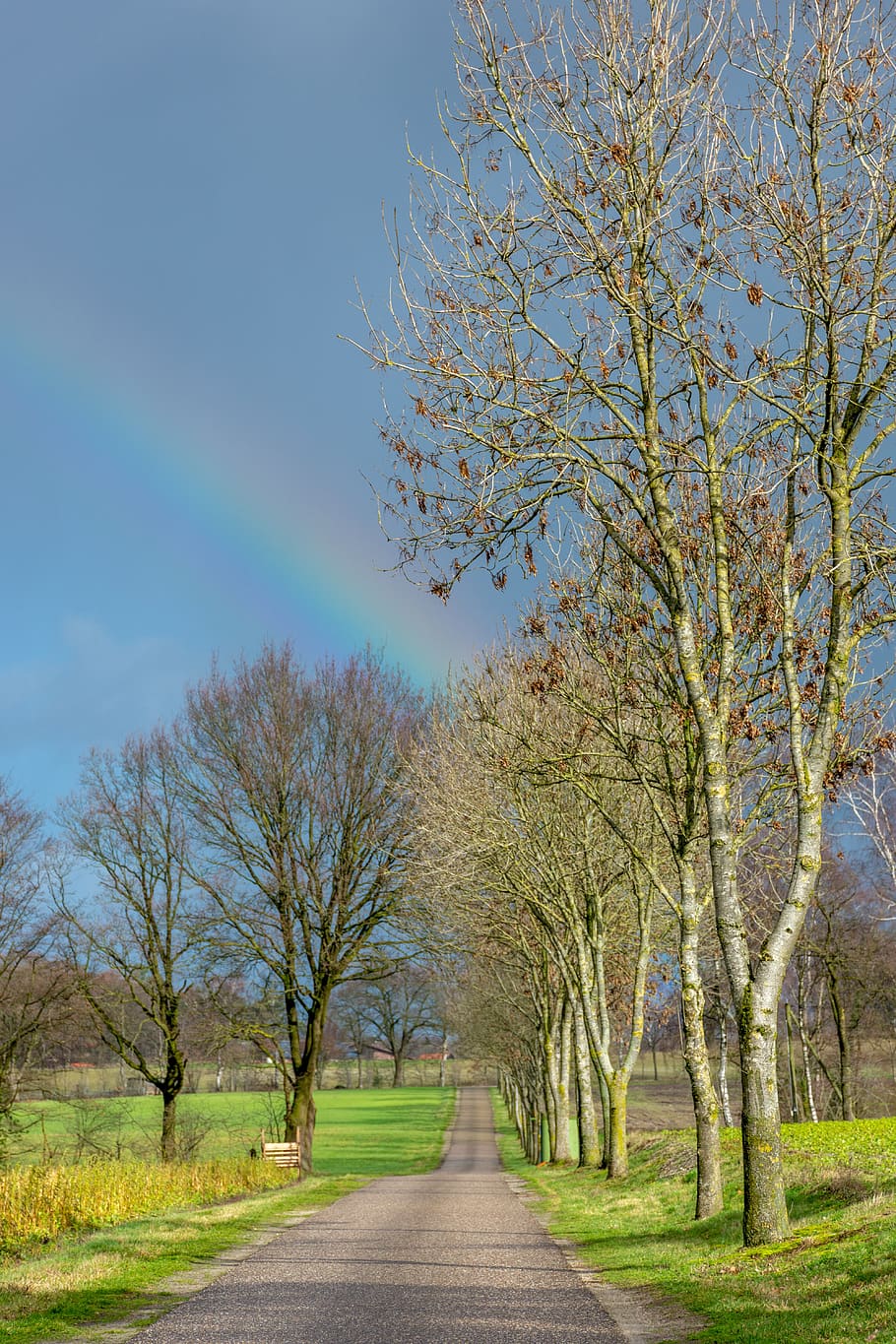 street, nature, trees, rainbow, plant, direction, the way forward HD wallpaper
