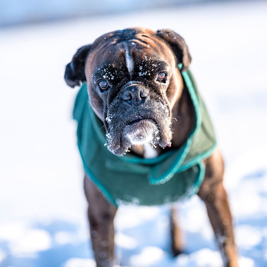 dog, dogs, boxerdog, animal, animals, nature, winter, character HD wallpaper