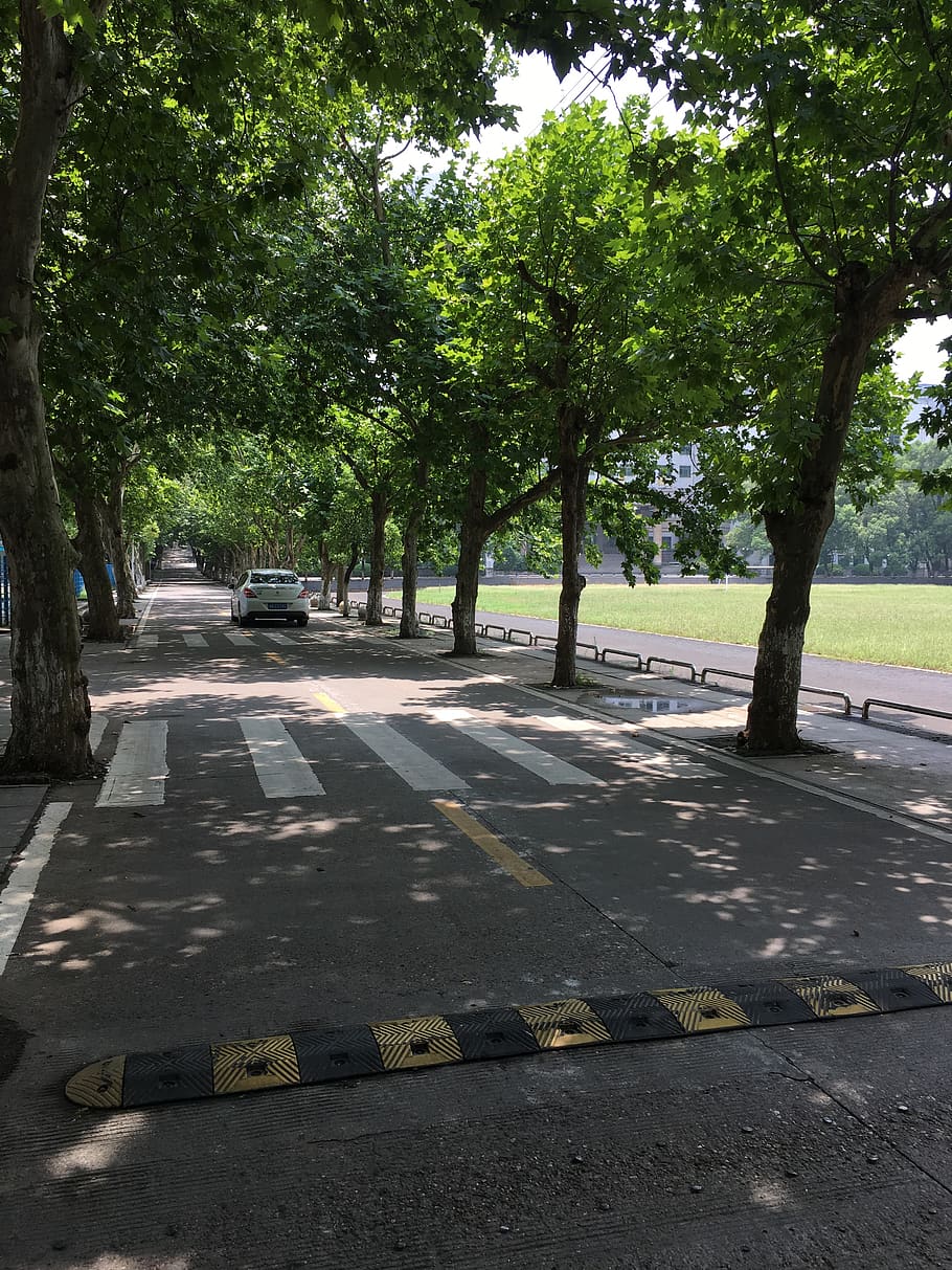 china, changsha, trees, school, campus, plant, transportation HD wallpaper