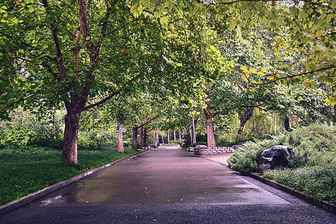 china, beijing, 植物, 树林, 道路, 雨后, 湿润, 北京 HD wallpaper