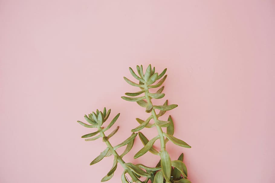 plant, flower, astragalus, blossom, pottery, jar, vase, potted plant HD wallpaper