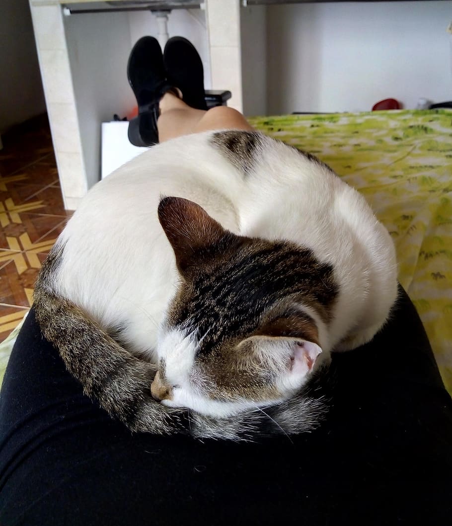 pets, domestic, domestic animals, mammal, cat, feline, domestic cat HD wallpaper
