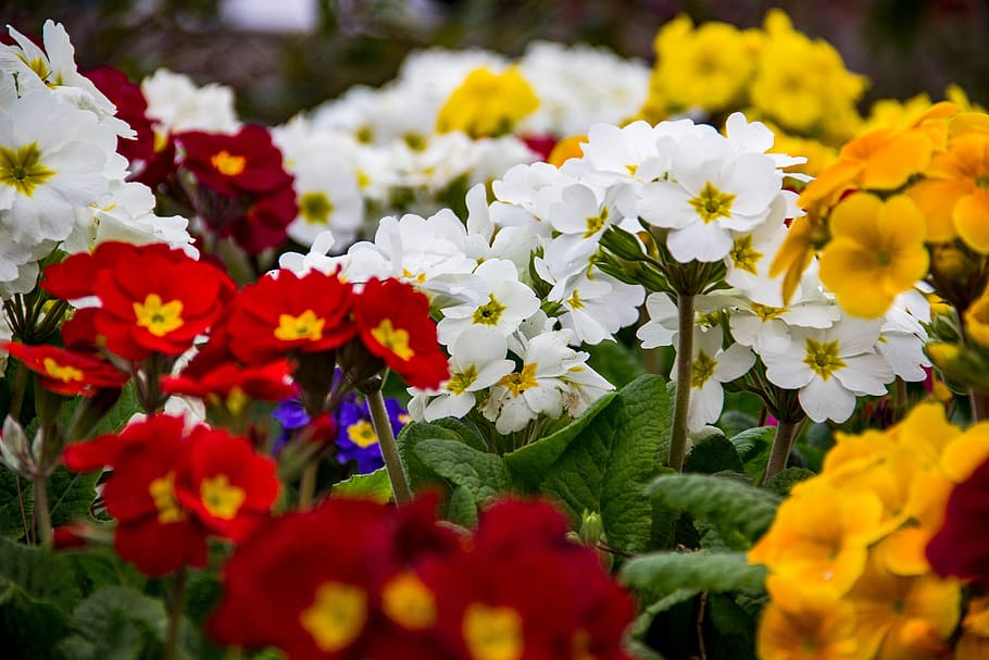 assorted-color flowers, plant, blossom, geranium, flower arrangement HD wallpaper